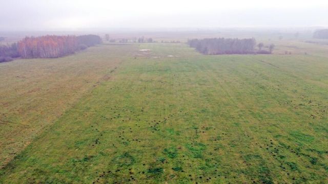 Działka rolna Siedliska. Zdjęcie 6