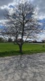Działka budowlana Wojszyn. Zdjęcie 1