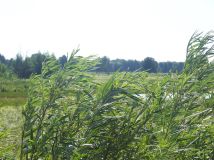 Działka rolna Morzyczyn Włościański. Zdjęcie 1