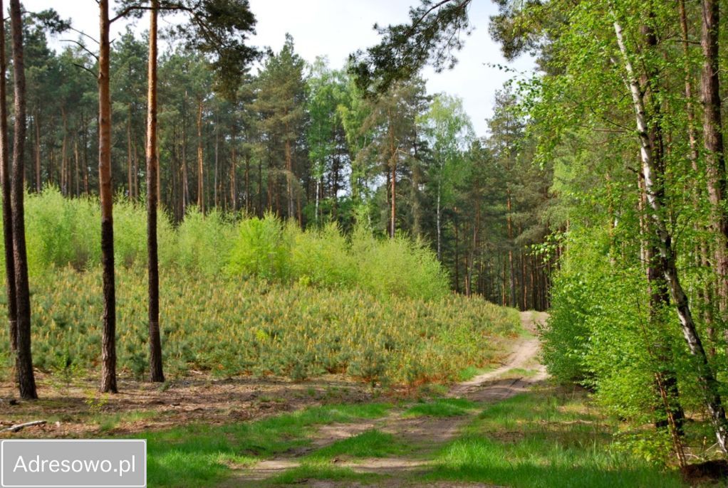 Działka budowlana Pąchy. Zdjęcie 4