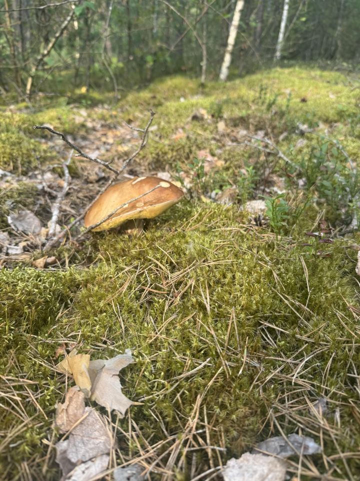 siedlisko, 2 pokoje Trześcianka. Zdjęcie 24