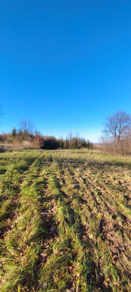 Działka budowlana Sielnica. Zdjęcie 6