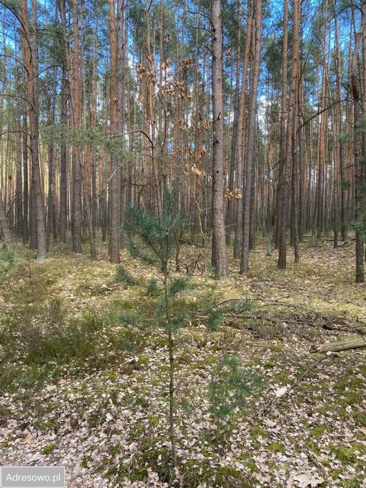 Działka rekreacyjna Osiedle Wilga, ul. Konwaliowa. Zdjęcie 6