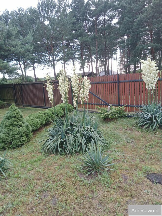 Działka budowlana Kamieńczyk, ul. Jeżynowa. Zdjęcie 6