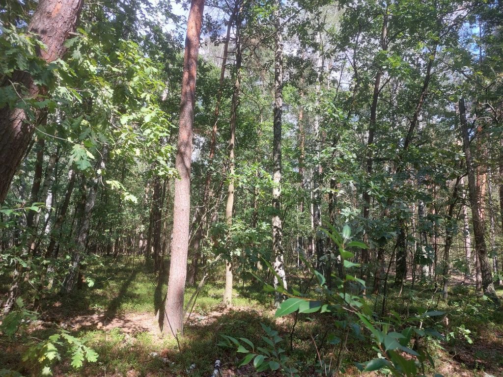 Działka leśna Czerwonka-Gozdów. Zdjęcie 7