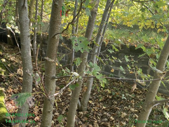 Działka budowlana Krąg. Zdjęcie 7