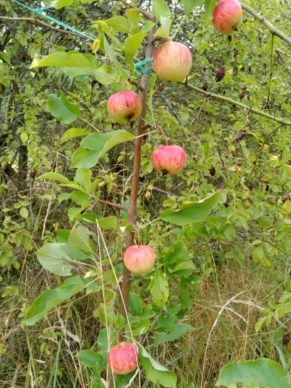 Działka rekreacyjna Szczecin Warszewo, ul. Leśna. Zdjęcie 5