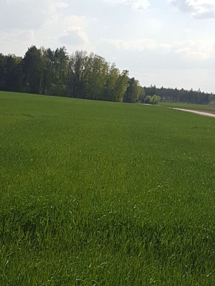 Działka budowlana Pęszyno