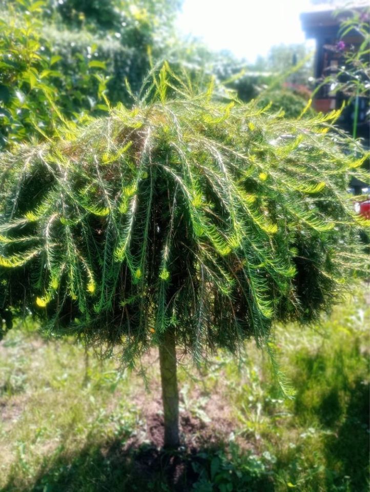 Działka rod Zduńska Wola, ul. Klonowa. Zdjęcie 5