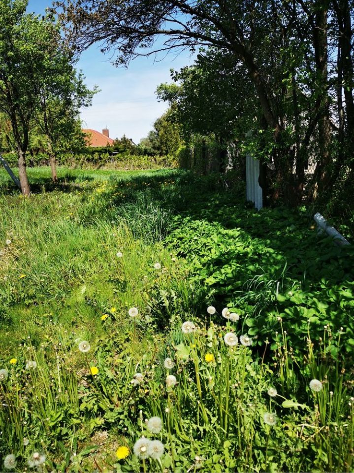 Działka rolno-budowlana Kampinos, ul. Fryderyka Chopina. Zdjęcie 3