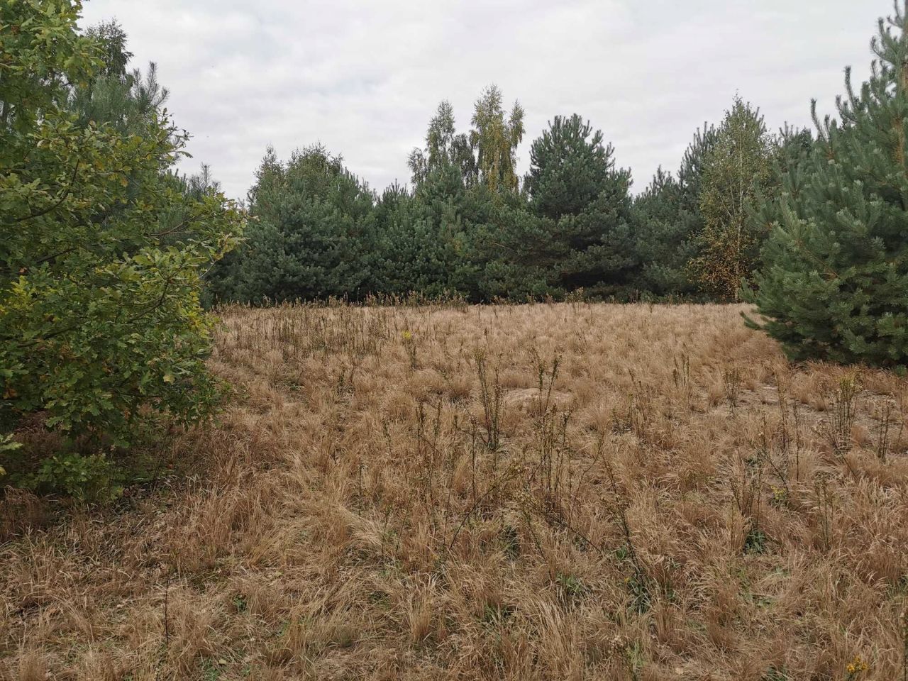 Działka rekreacyjna Mielinek. Zdjęcie 7