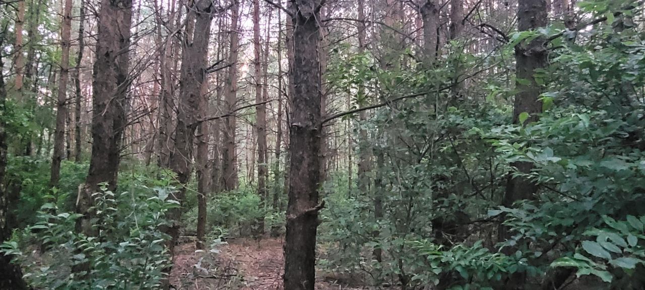 Działka leśna Sinogóra. Zdjęcie 3