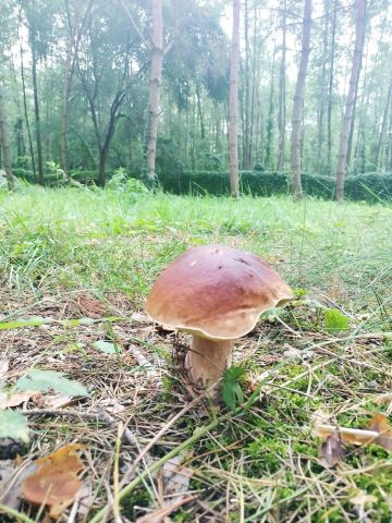 Działka budowlana Chomiąża Szlachecka. Zdjęcie 11