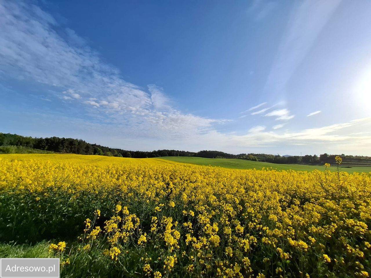 Działka budowlana Dębogórze. Zdjęcie 4
