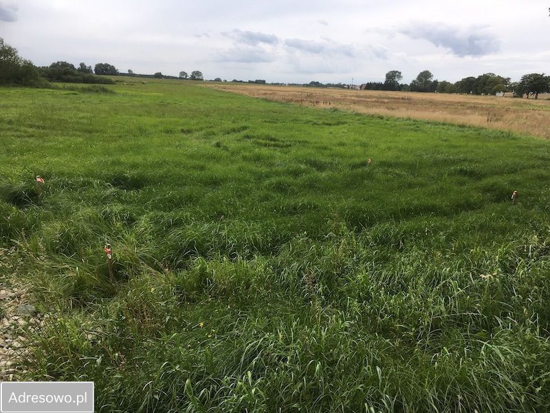 Działka rolna Niegoszcz. Zdjęcie 5