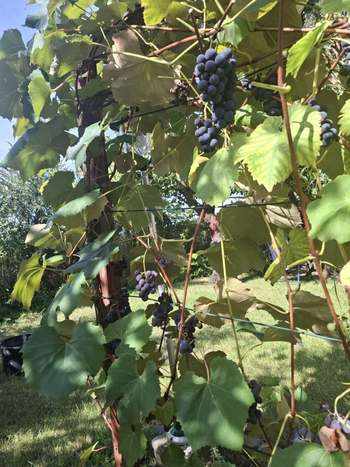 Działka rod Mościenica, os. Świerkowe. Zdjęcie 20