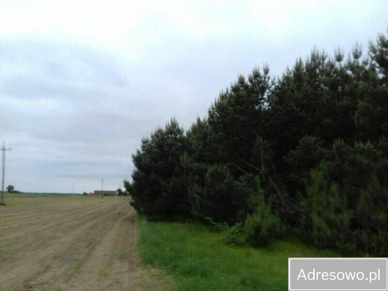 Działka rekreacyjna Kobylin. Zdjęcie 2