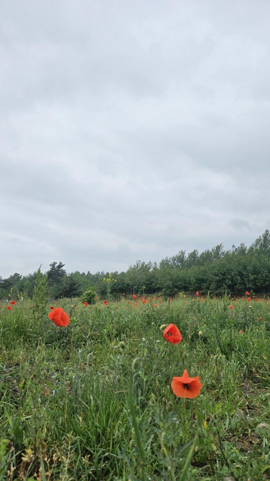 Działka budowlana Dębe. Zdjęcie 2