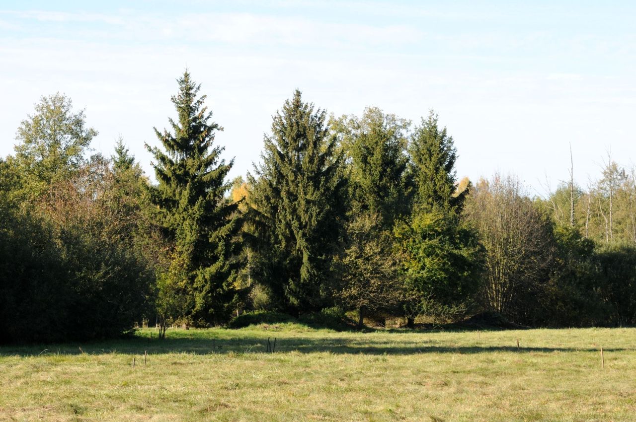 Działka siedliskowa Grzegorzewice, ul. Pałacowa. Zdjęcie 11