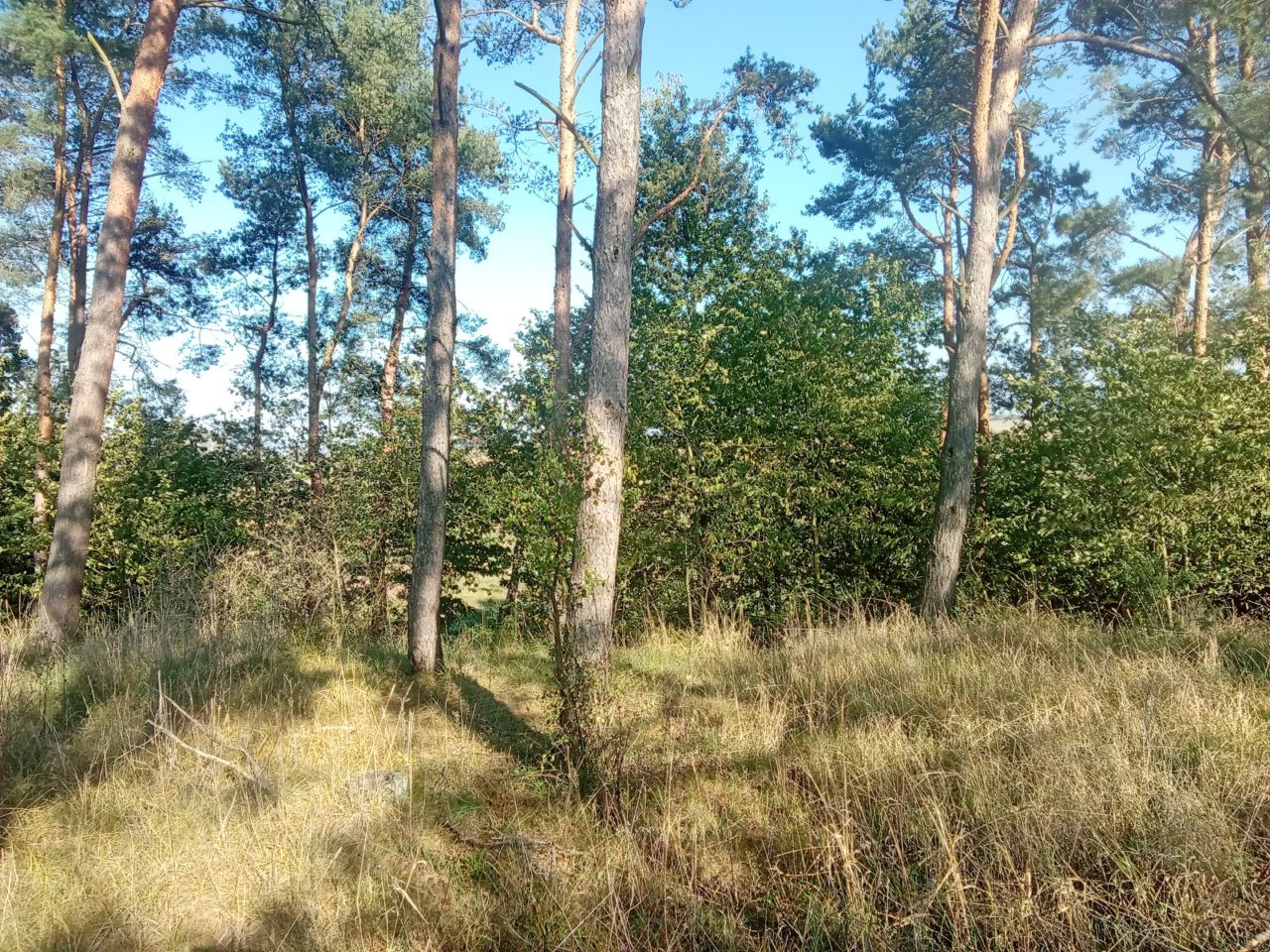 Działka rolna Parsów. Zdjęcie 8