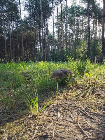 Działka budowlana Nowe Wymyśle, ul. Jutrzenki. Zdjęcie 6