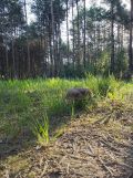 Działka budowlana Nowe Wymyśle, ul. Jutrzenki. Zdjęcie 4