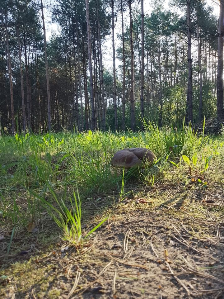 Działka budowlana Nowe Wymyśle, Jutrzenki. Zdjęcie 6