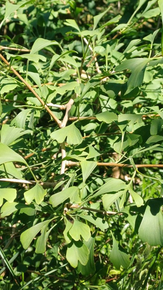 Działka rod Piła. Zdjęcie 7