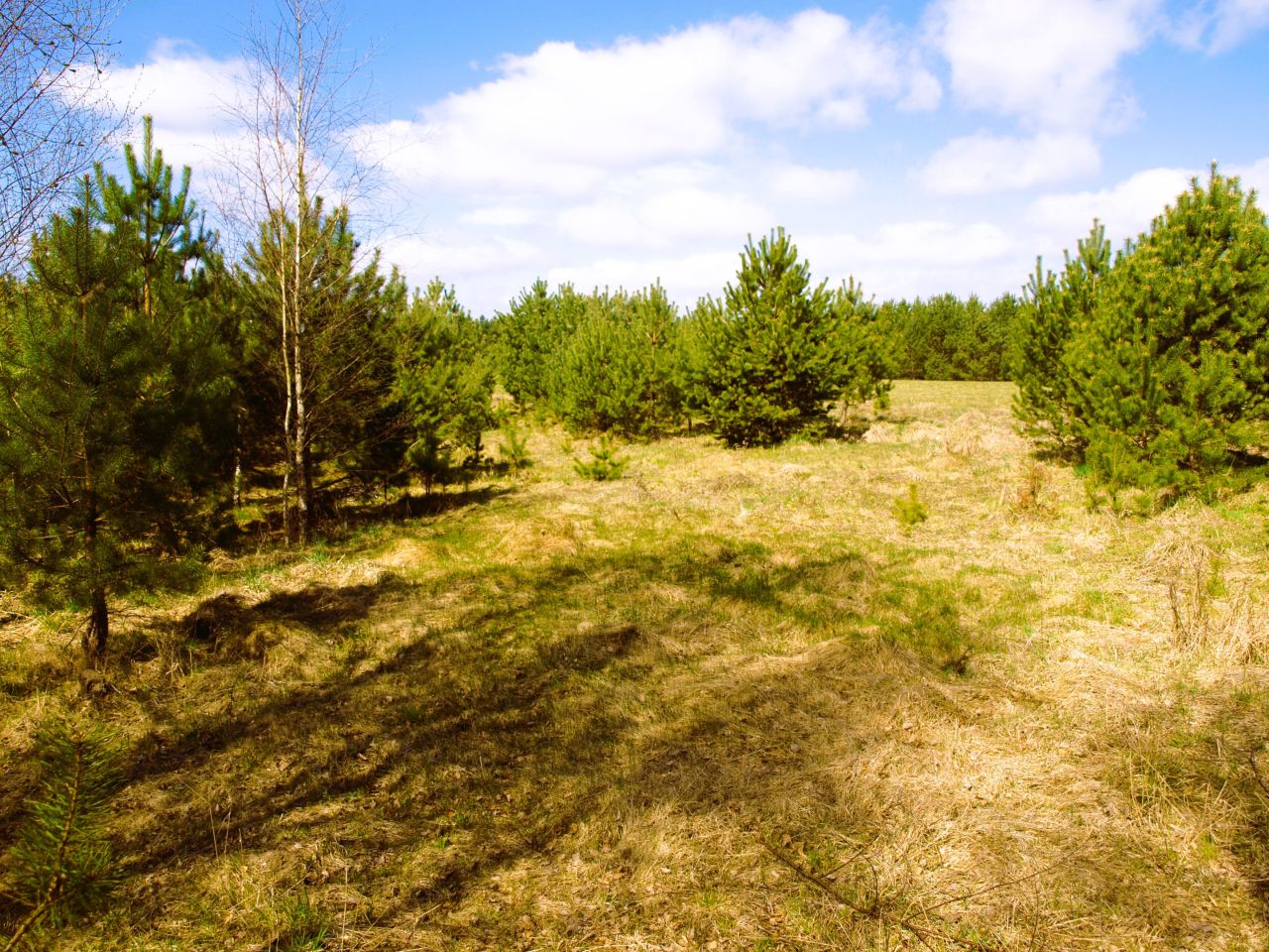 Działka rekreacyjna Lipy. Zdjęcie 6