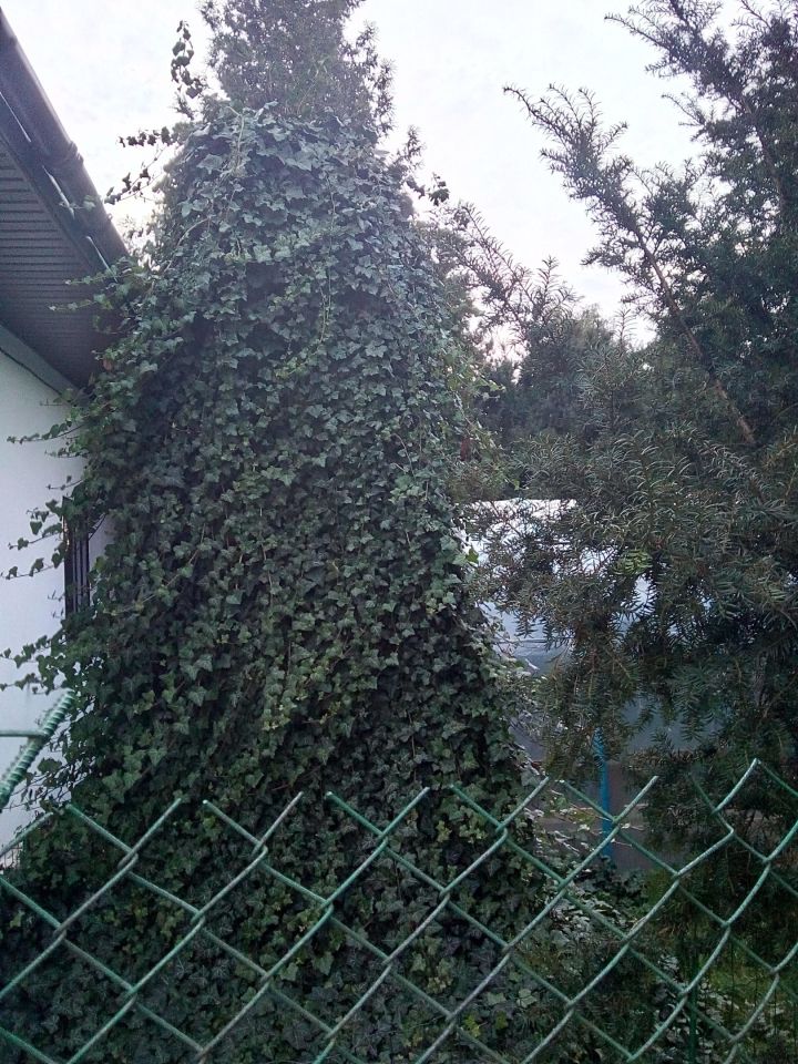 dom wolnostojący, 4 pokoje Międzyborów. Zdjęcie 4