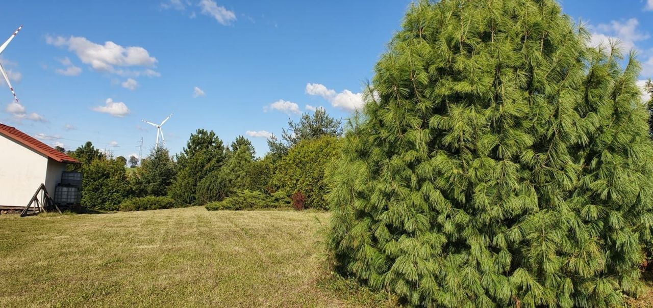 Działka rolno-budowlana Koniecwałd. Zdjęcie 3