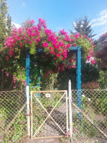 Działka rod Wrocław Krzyki, ul. Wilcza. Zdjęcie 1