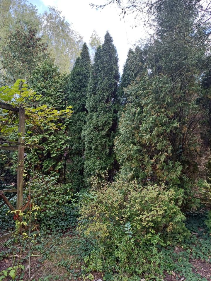 Działka rod Międzyborów. Zdjęcie 6