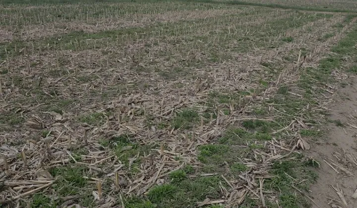 Działka budowlana Kawęczyn