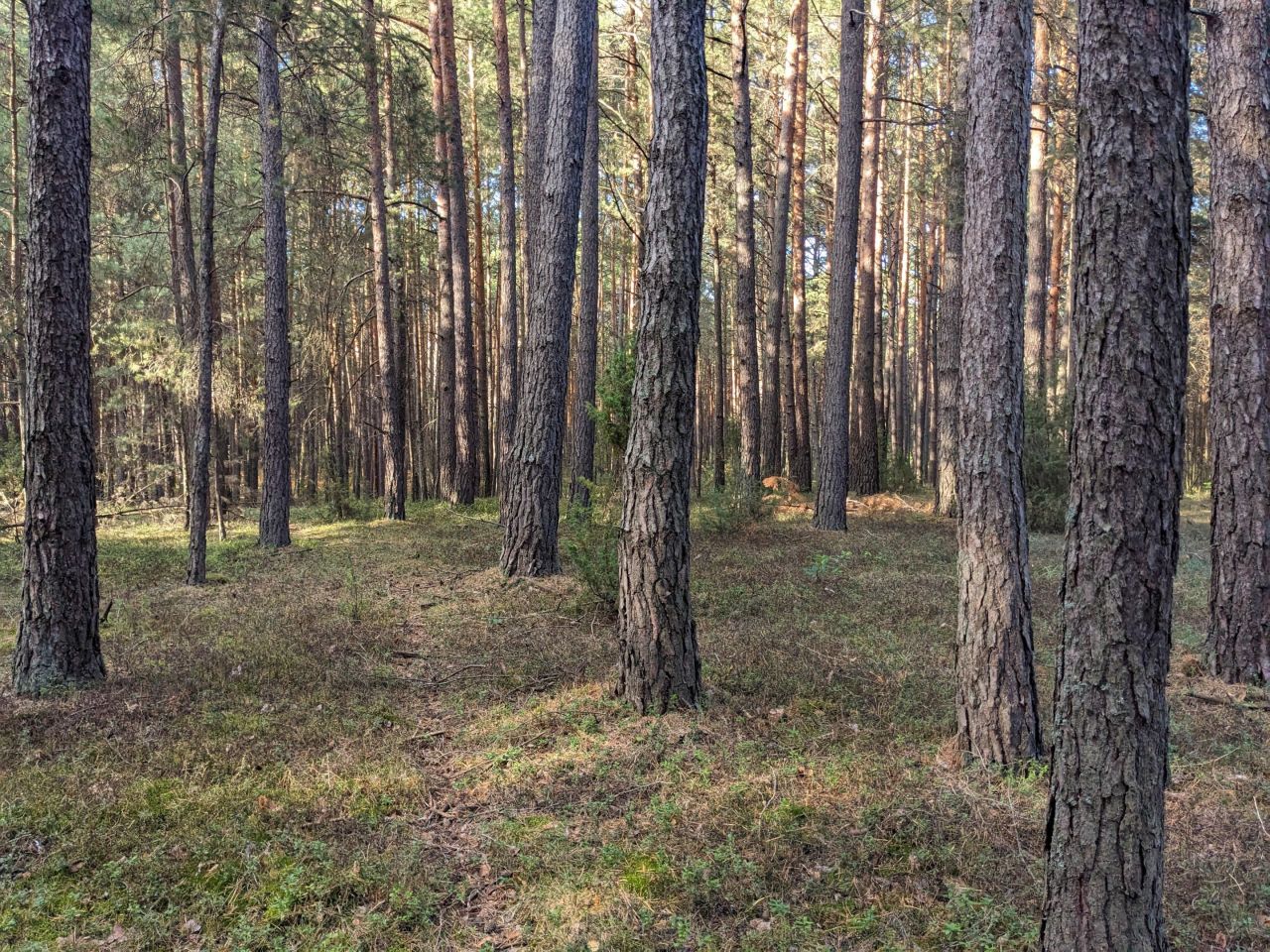 Działka leśna Januszewice. Zdjęcie 2