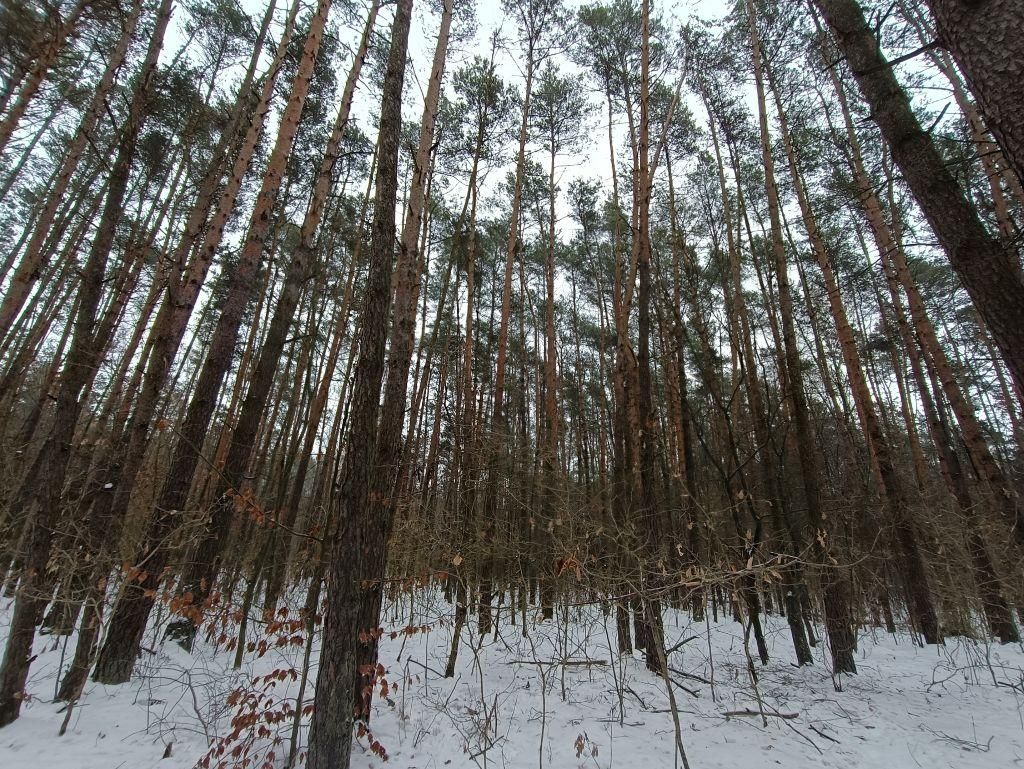 Działka leśna Władysławów, ul. Brzozowa. Zdjęcie 2