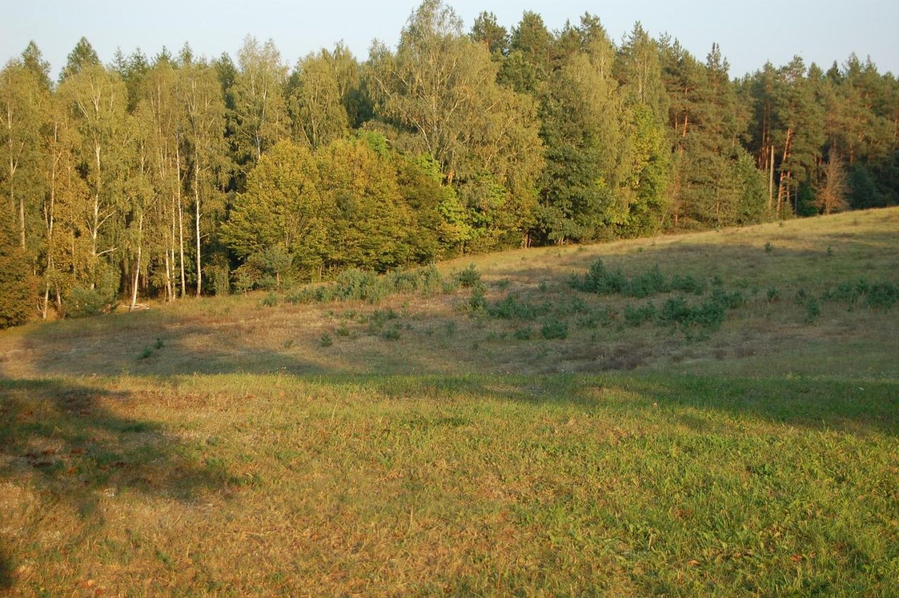 Działka rolno-budowlana Rychnowska Wola. Zdjęcie 2
