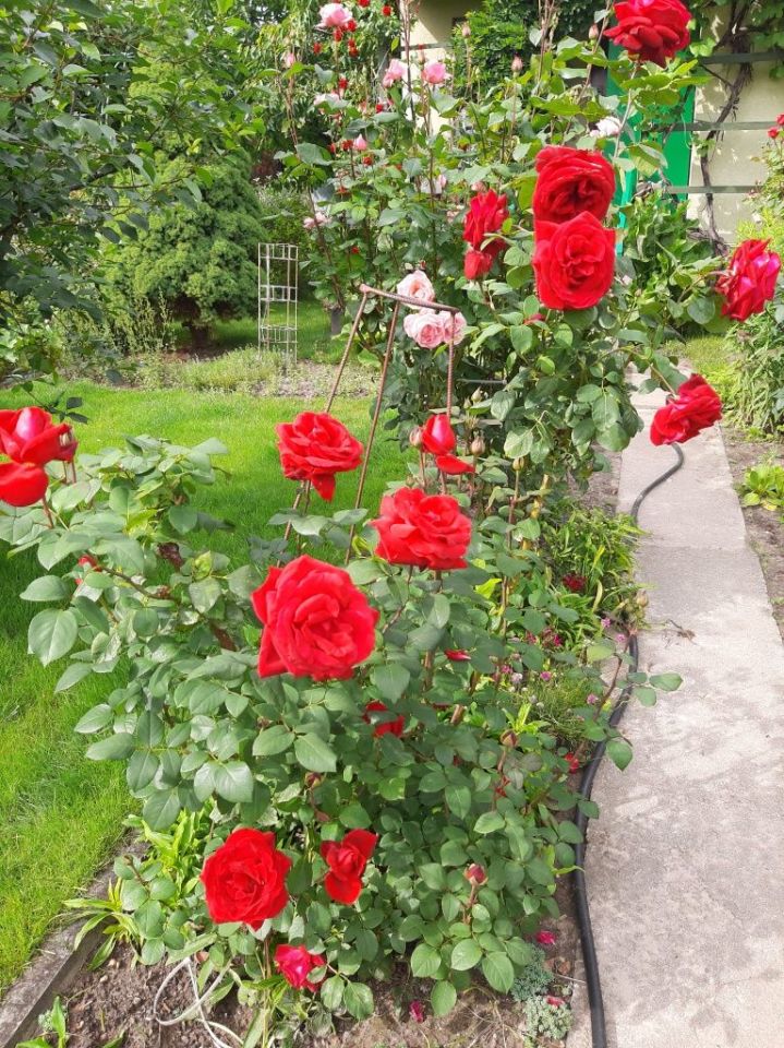 Działka rod Lubin, ul. Spacerowa. Zdjęcie 7