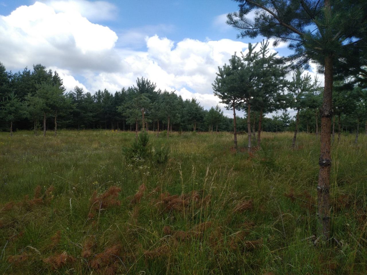 Działka budowlana Bartoszylas. Zdjęcie 13