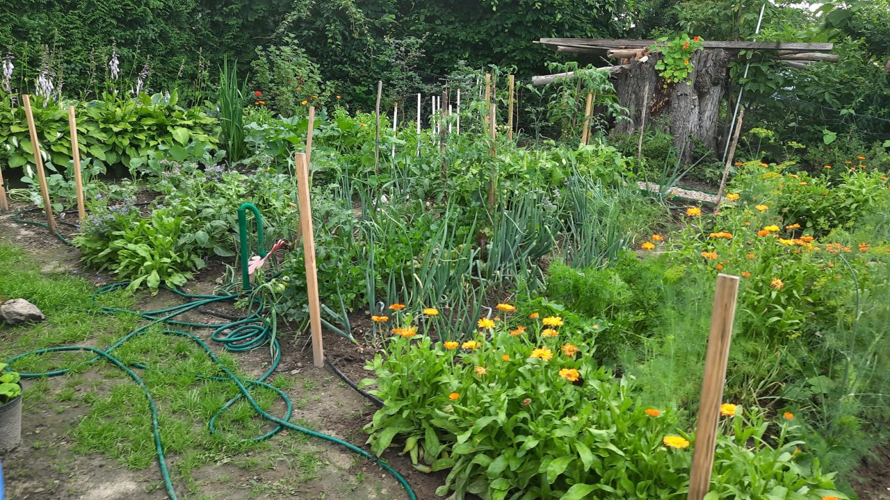 Działka rod Klikawa, ul. Ogrodowa. Zdjęcie 6