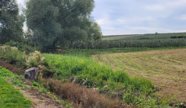 Działka rolna Wielogóra