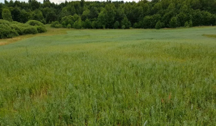 Działka rolna Błotnia