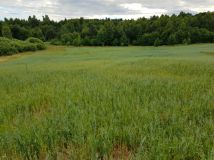 Działka rolna Błotnia