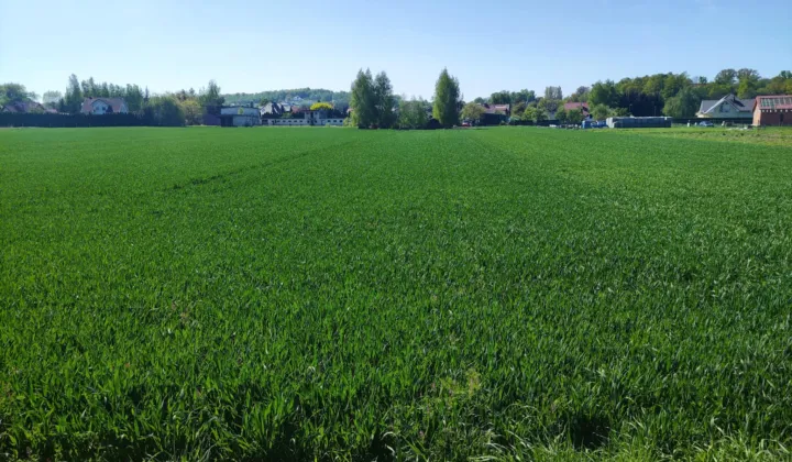 Działka budowlana Wierzbna, ul. Rolnicza