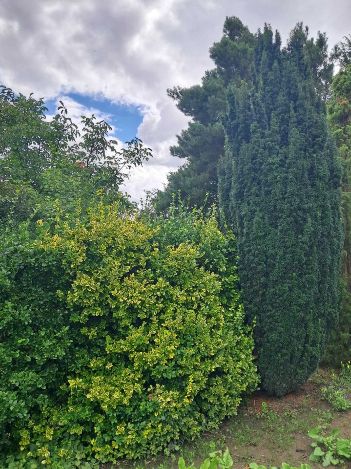 Działka Chełmża, ul. Owocowa. Zdjęcie 6