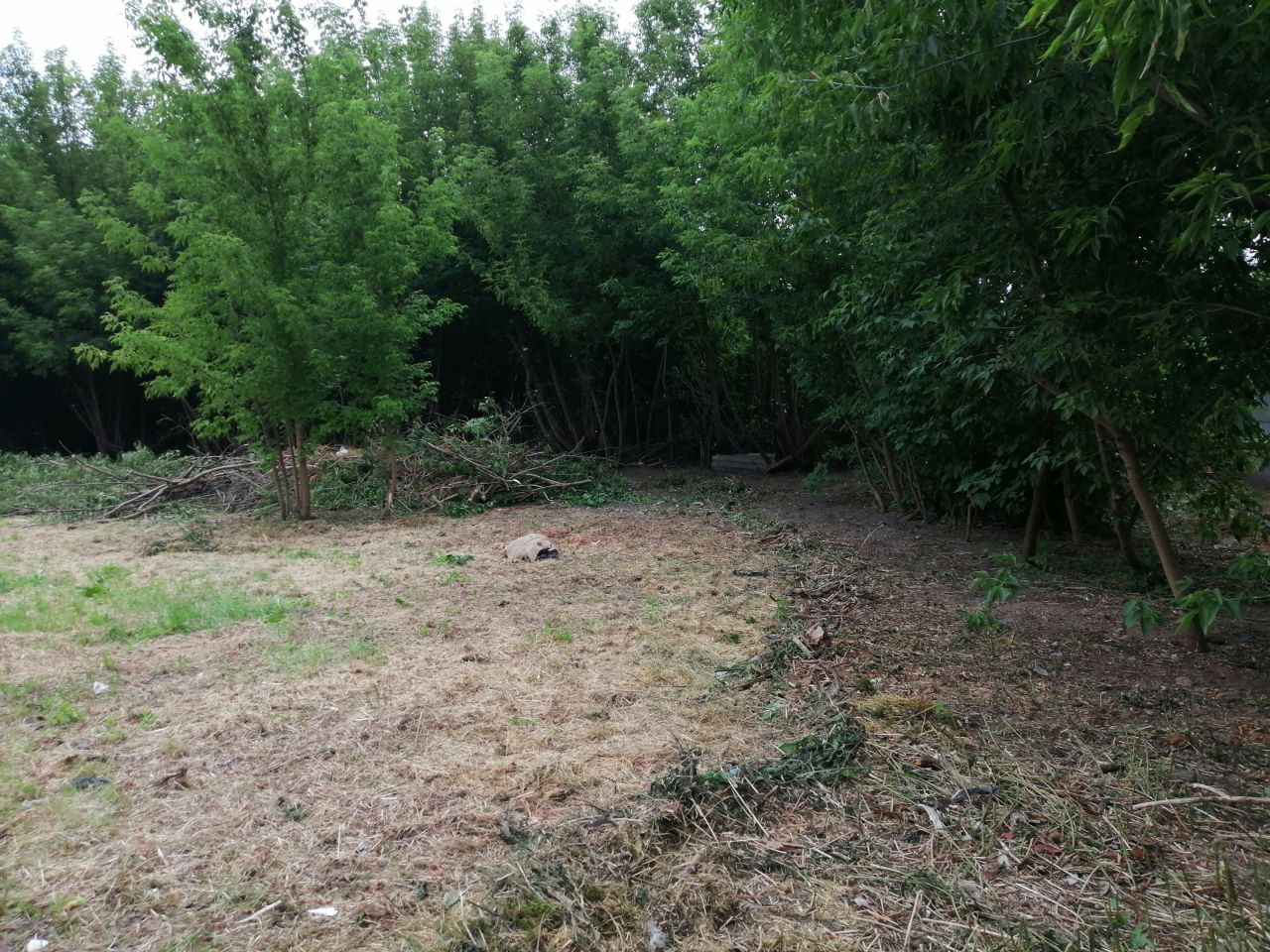 Działka budowlana Sochaczew, ul. Torowa. Zdjęcie 5