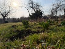 Działka rod Bielany Wrocławskie. Zdjęcie 3