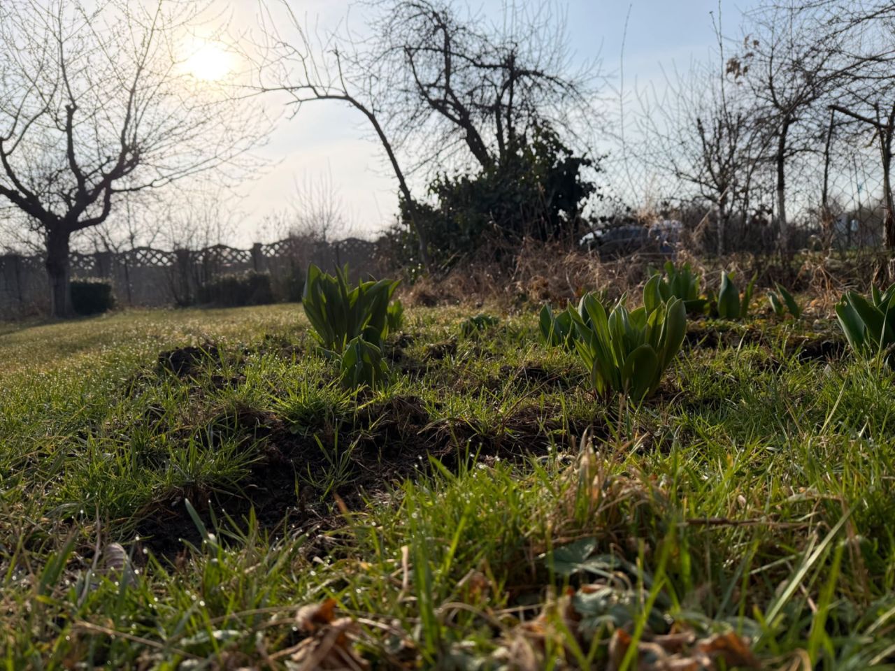 Działka rod Bielany Wrocławskie. Zdjęcie 4