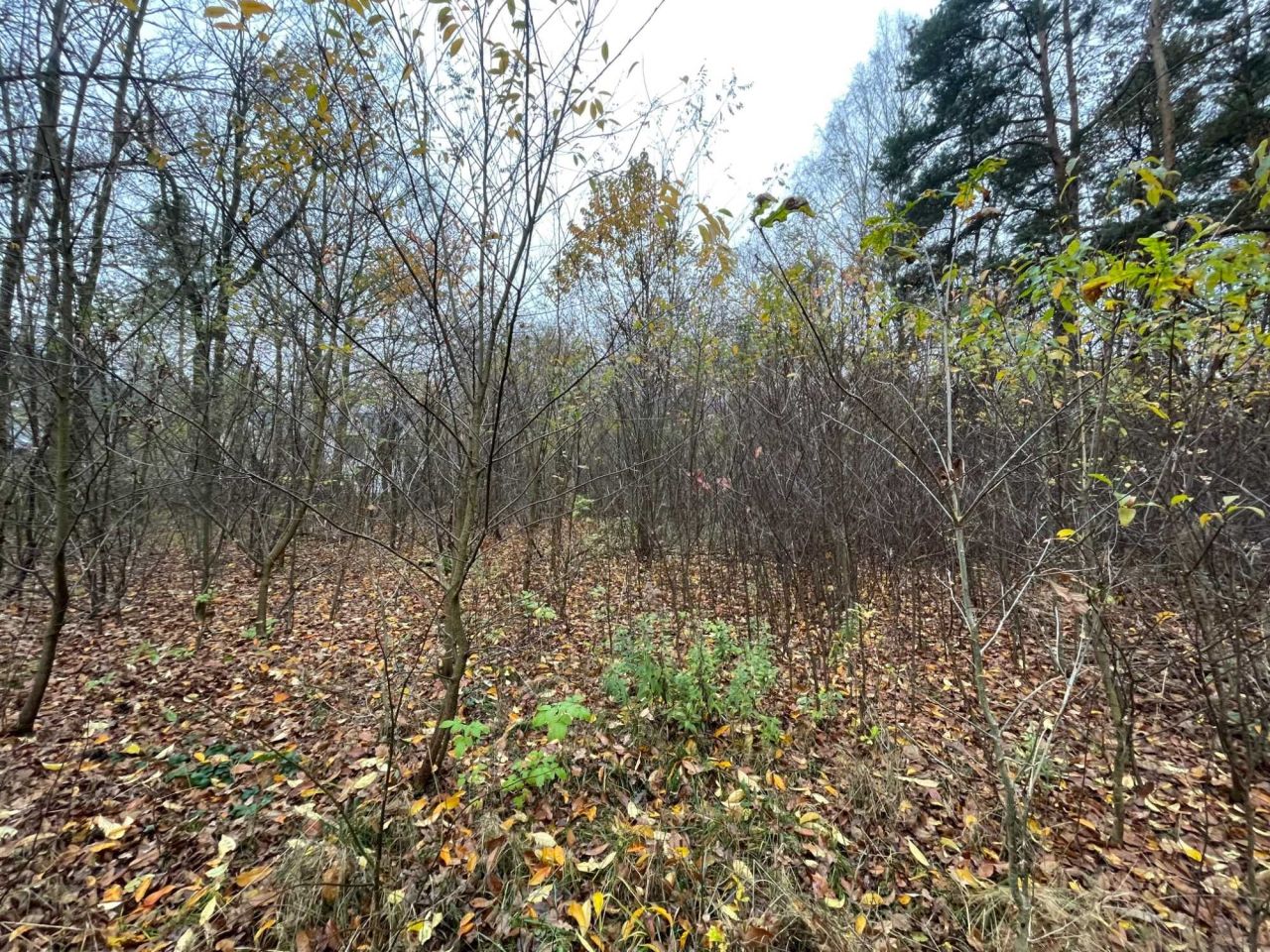 Działka rolna Słowik Zimna Woda. Zdjęcie 4