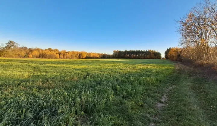 Działka rolna Suszeniec